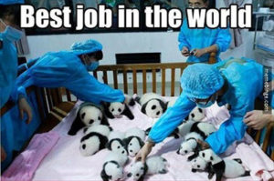 Funny Panda Joke about the best high paying jobs in the medical field